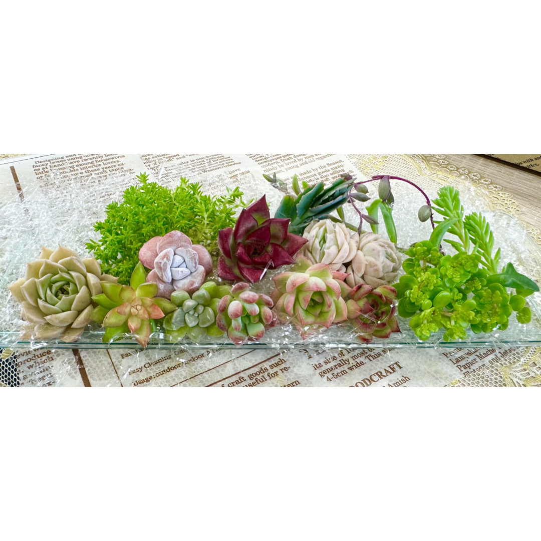 カラフル＆キュート★多肉植物・寄せ植えセット♪A ハンドメイドのフラワー/ガーデン(その他)の商品写真