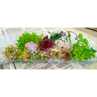 カラフル＆キュート★多肉植物・寄せ植えセット♪A(その他)