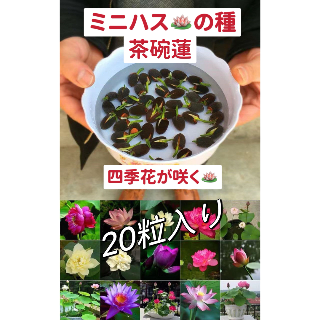 ミニハスの種　茶碗蓮　ハスの種　混色屋内外植付け可能　お得な値段設定　20粒入り ハンドメイドのフラワー/ガーデン(その他)の商品写真