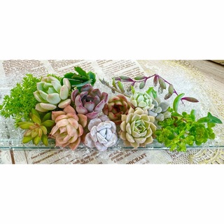 カラフル＆キュート★多肉植物・寄せ植えセット♪B(その他)