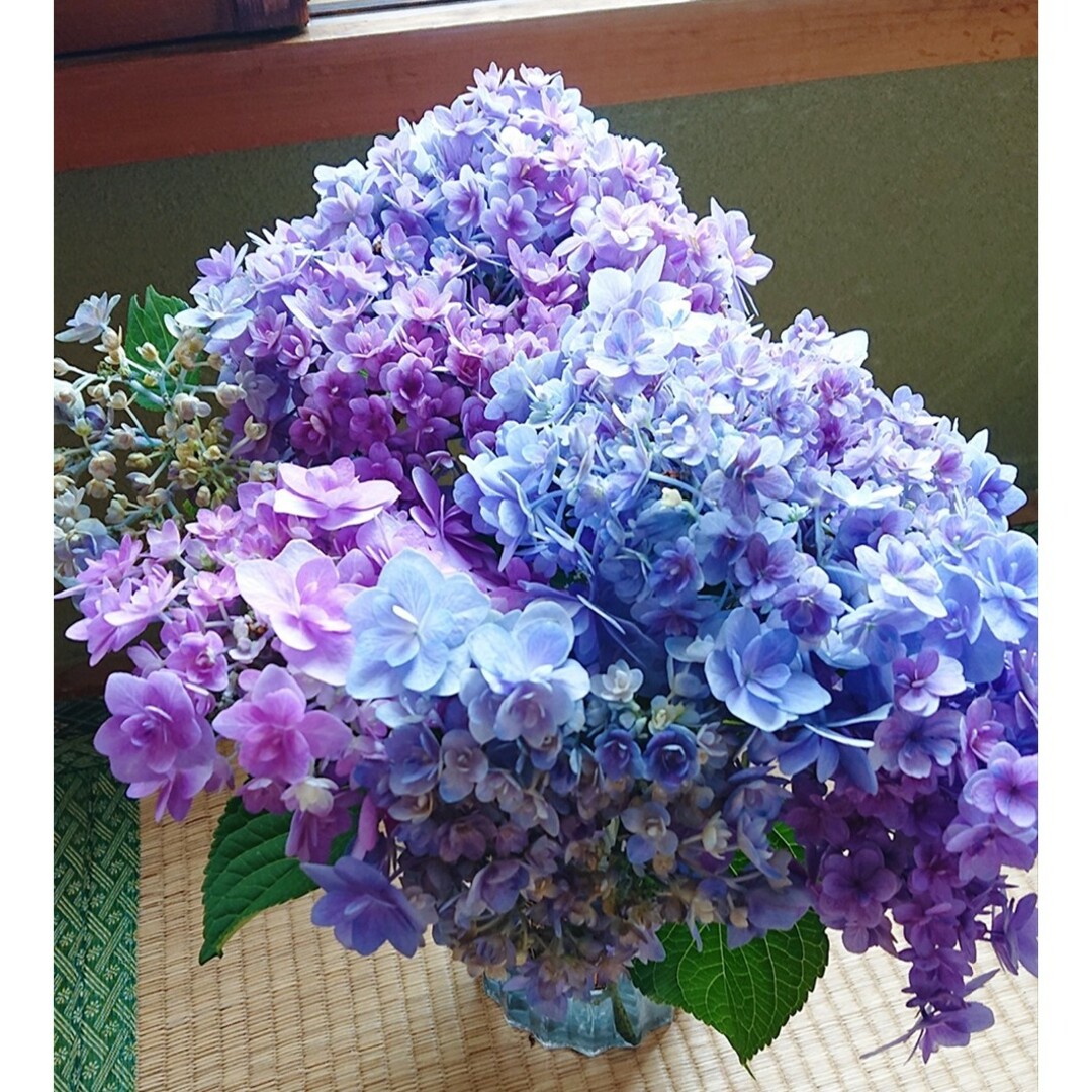 紫陽花挿し木用5本 ハンドメイドのフラワー/ガーデン(その他)の商品写真