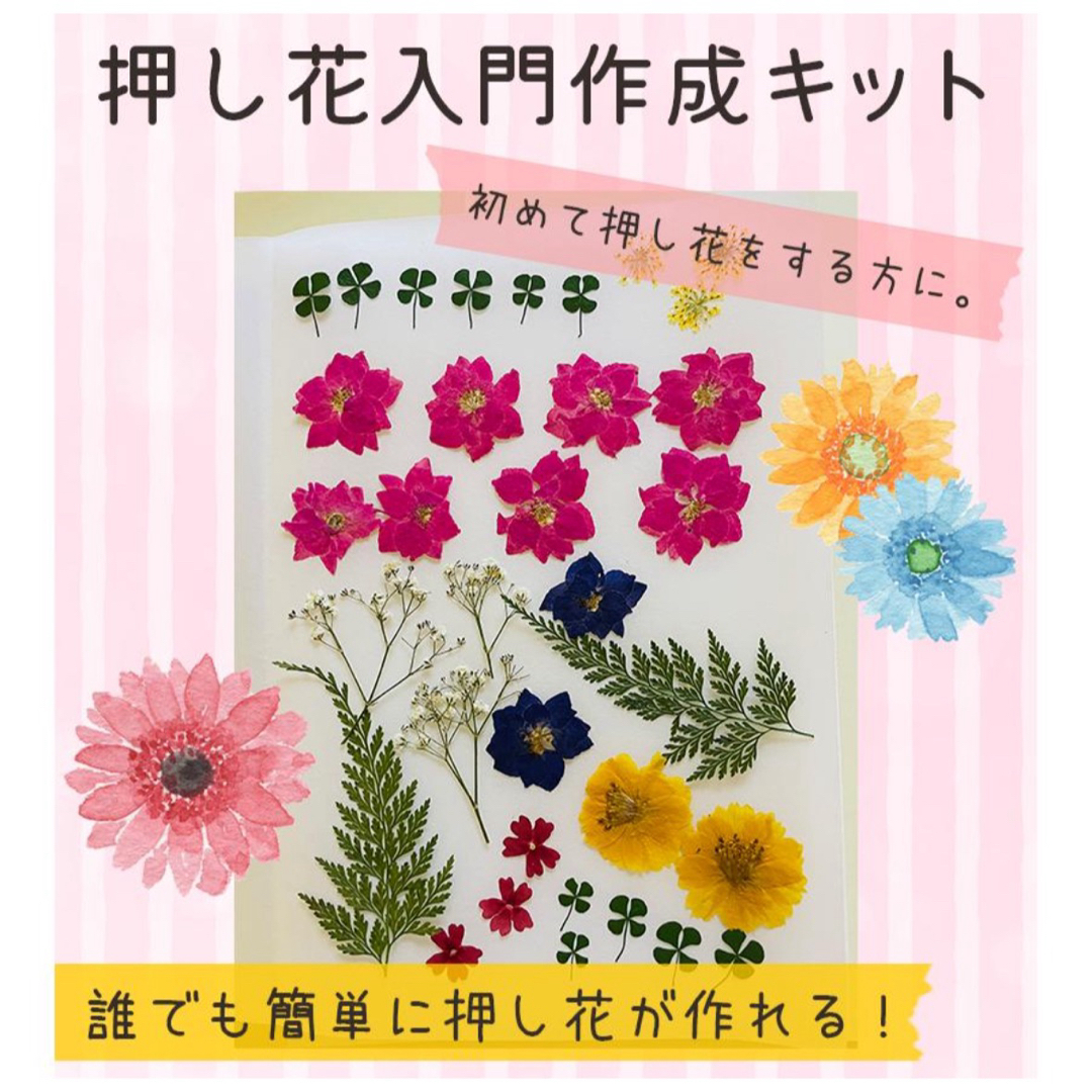 押し花 乾燥シートセット　入門作成キット ハンドメイドの素材/材料(型紙/パターン)の商品写真