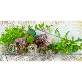 カラフル＆キュート★多肉植物・寄せ植えセット♪C