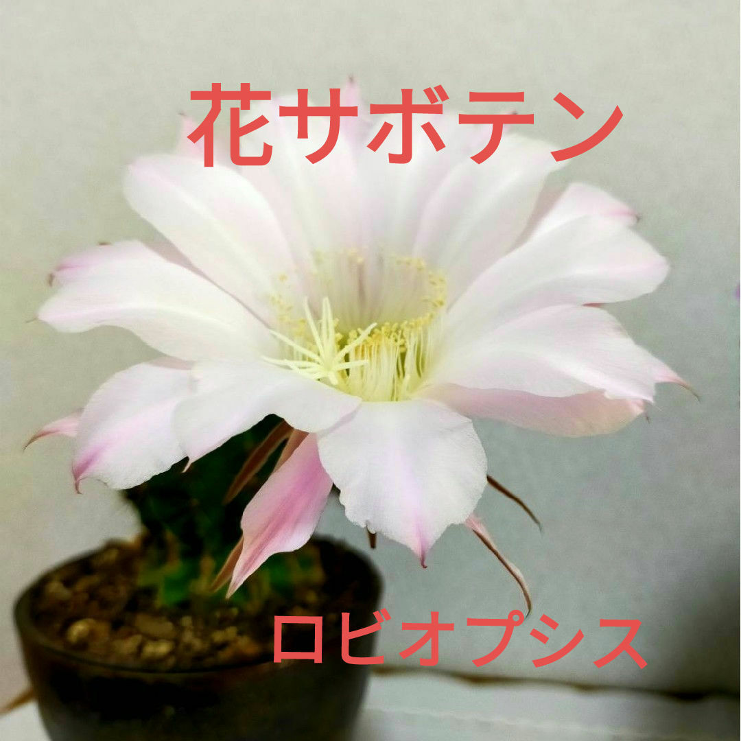 花サボテン　ロビオプシス ハンドメイドのフラワー/ガーデン(プランター)の商品写真
