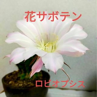 花サボテン　ロビオプシス(プランター)