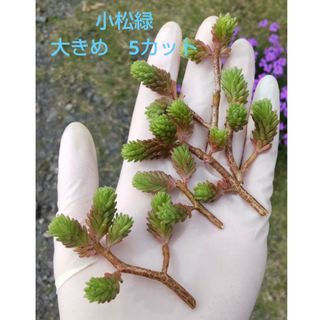 多肉植物　セダム　小松緑　大きめカット(その他)