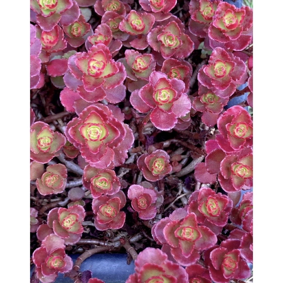 多肉植物　セダム　ドラゴンズブラッド　30カット ハンドメイドのフラワー/ガーデン(その他)の商品写真