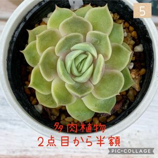 多肉植物<5  オウンスロー　抜き苗(その他)