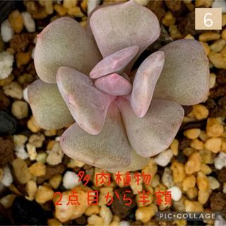 多肉植物<6  キュービックフロスト　抜き苗(その他)