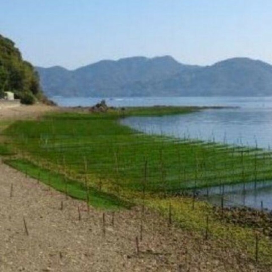 4月22日収穫終了 鹿児島県長島町産 あおさ あおさのり 乾燥あおさ 食品/飲料/酒の食品(野菜)の商品写真