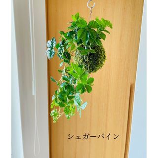 シュガーバインの苔玉(インテリア雑貨)