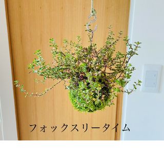 フォックスリータイムの苔玉(その他)