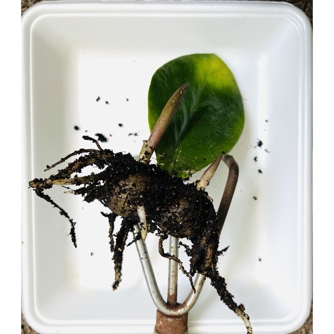 🪴⑤ ザミオクルカス　新芽🌱2本　芋・根付き🌱　 ハンドメイドのフラワー/ガーデン(プランター)の商品写真