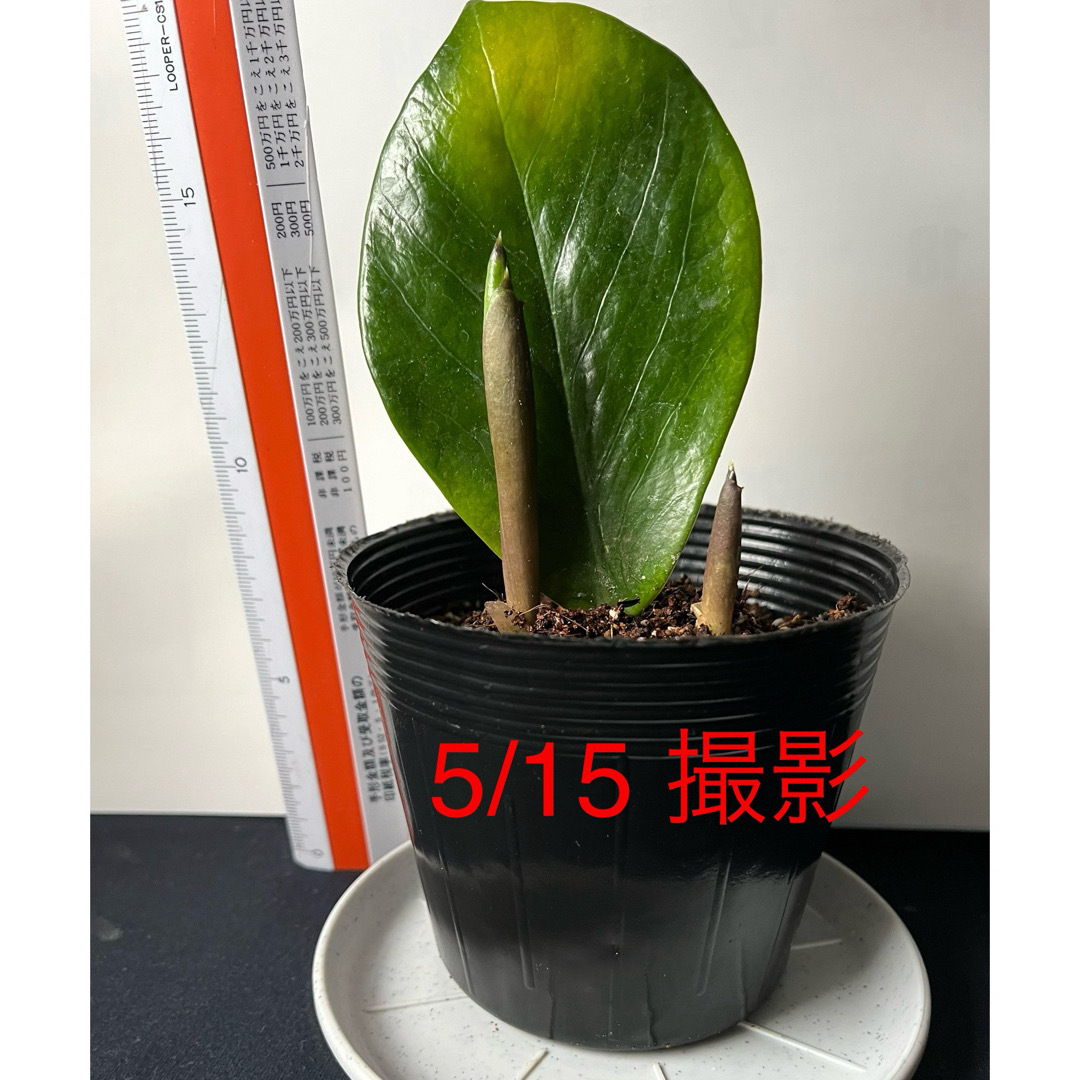 🪴⑤ ザミオクルカス　新芽🌱2本　芋・根付き🌱　 ハンドメイドのフラワー/ガーデン(プランター)の商品写真