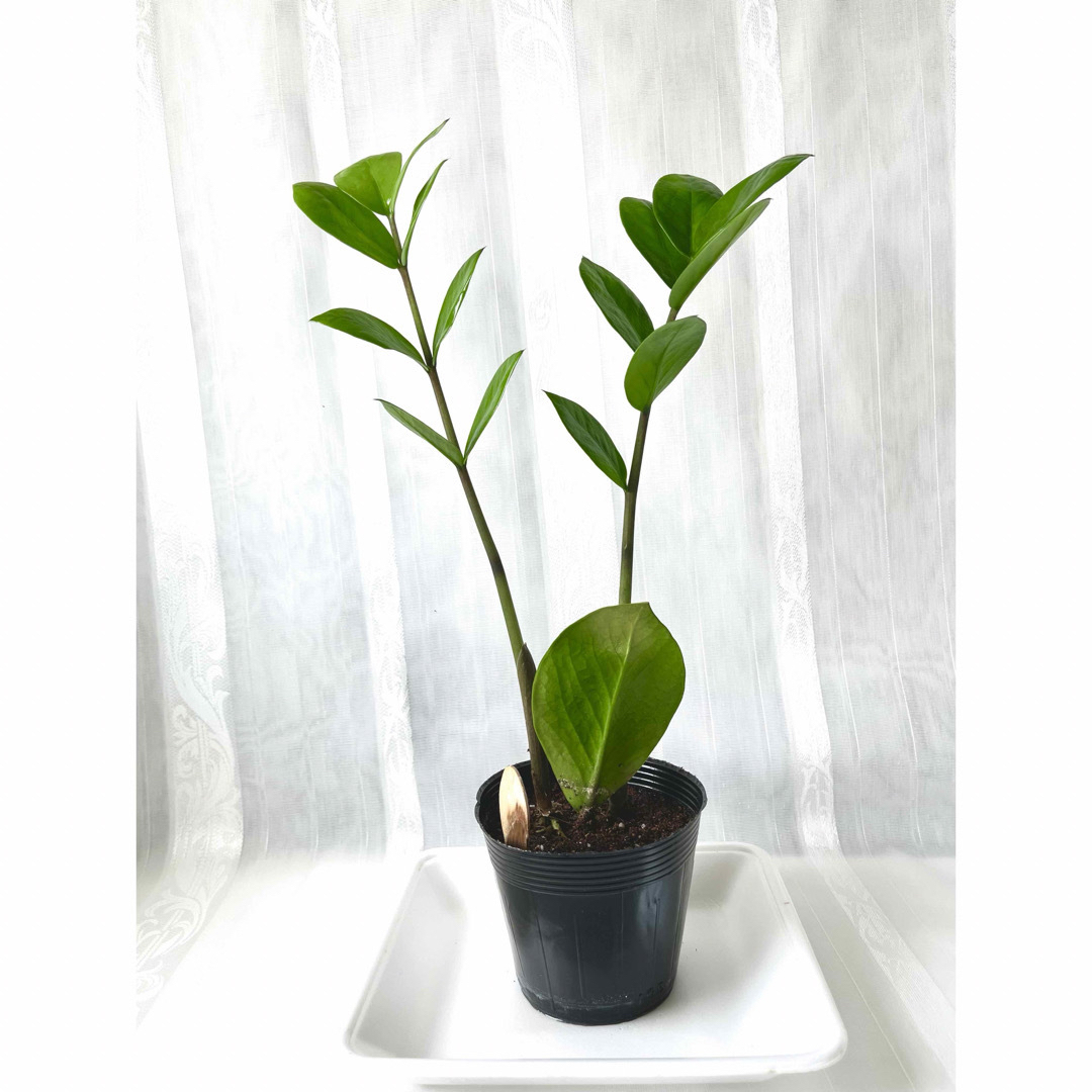 🪴⑤ ザミオクルカス　新芽🌱2本　芋・根付き🌱　 ハンドメイドのフラワー/ガーデン(プランター)の商品写真