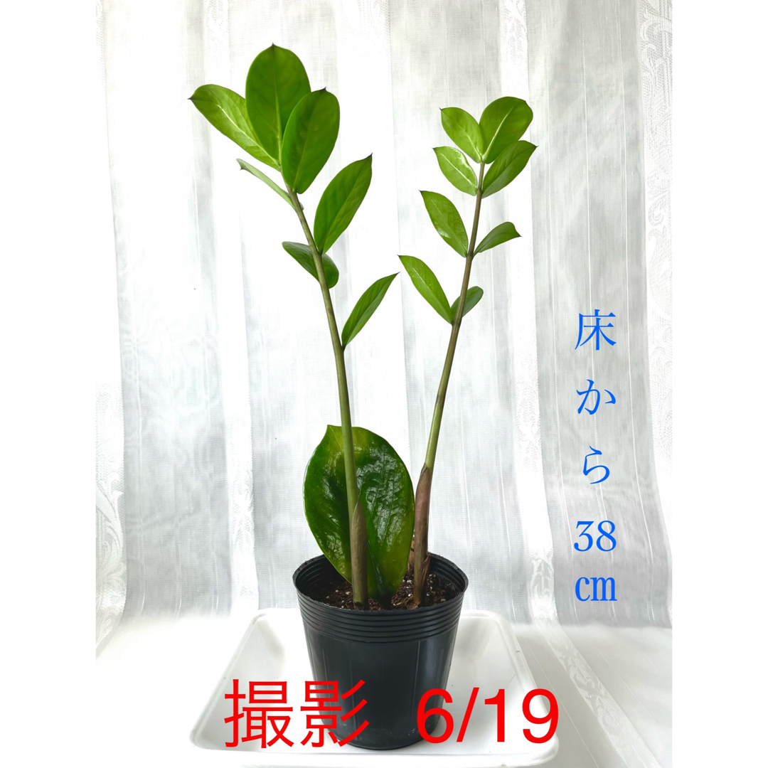 🪴⑤ ザミオクルカス　新芽🌱2本　芋・根付き🌱　 ハンドメイドのフラワー/ガーデン(プランター)の商品写真