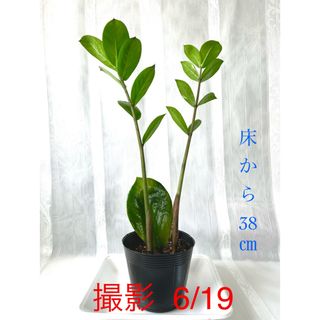 🪴⑤ ザミオクルカス　新芽🌱2本　芋・根付き🌱　(プランター)