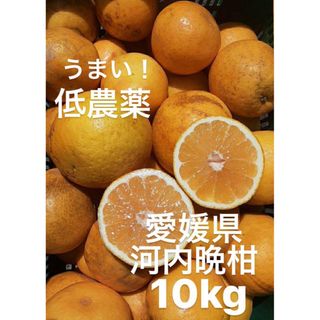 愛媛県産　低農薬　宇和ゴールド　河内晩柑　柑橘　10kg(フルーツ)