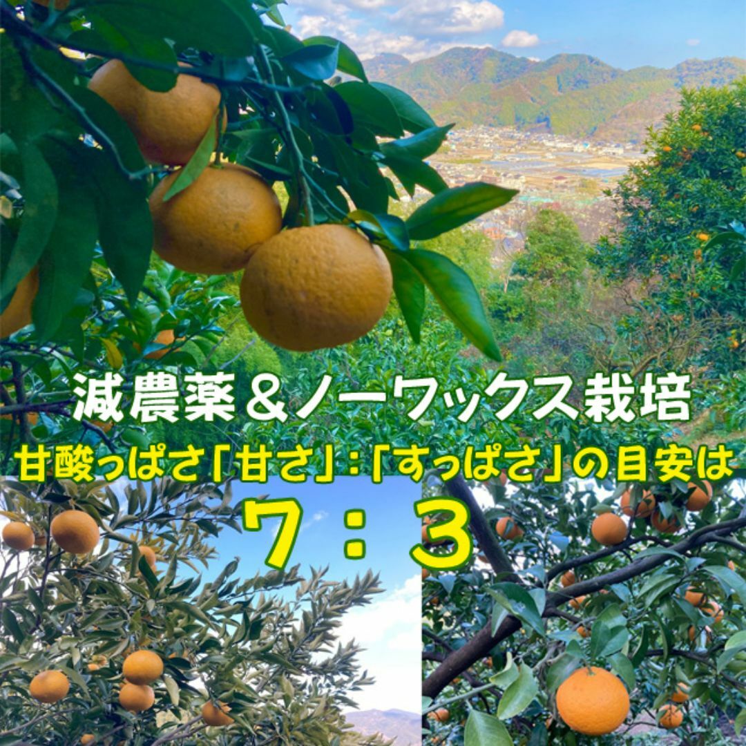 あまなつ 甘夏 ５ｋｇ 送料無料  初夏の味覚を産地直送 食品/飲料/酒の食品(フルーツ)の商品写真