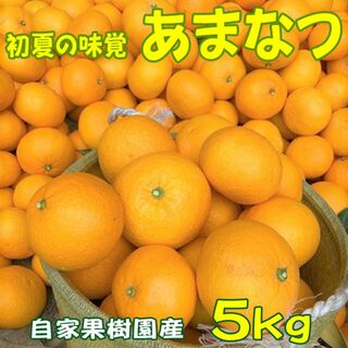 あまなつ 甘夏 ５ｋｇ 送料無料  初夏の味覚を産地直送(フルーツ)