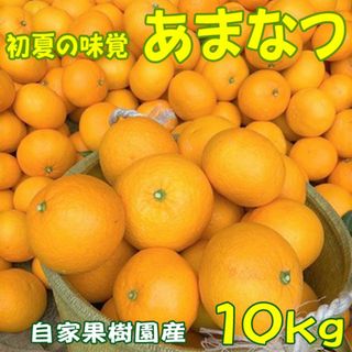 あまなつ 甘夏 １０ｋｇ 送料無料  初夏の味覚を産地直送(フルーツ)