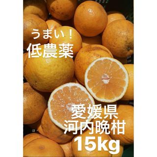 愛媛県産　低農薬　宇和ゴールド　河内晩柑　柑橘　15kg(フルーツ)