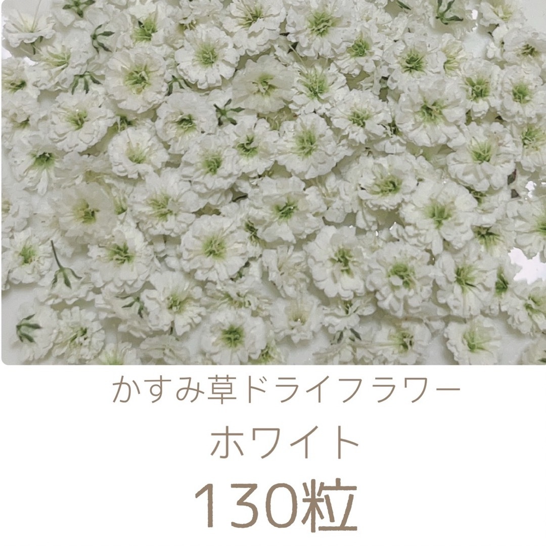 ホワイト かすみ草ドライフラワー 130粒 ハンドメイドのフラワー/ガーデン(ドライフラワー)の商品写真