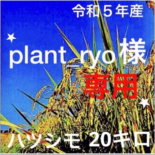 ️ ⭐️plant _ryo様専用⭐️R５✳️選別・有機・無添加ハツシモ20キロ(米/穀物)