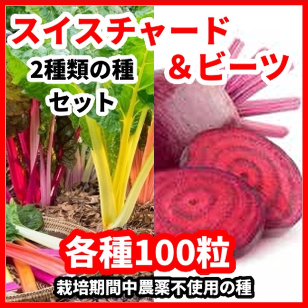 スイスチャード＆ビーツの種【2種類　各100粒】★農薬:栽培期間中不使用の種 食品/飲料/酒の食品(野菜)の商品写真