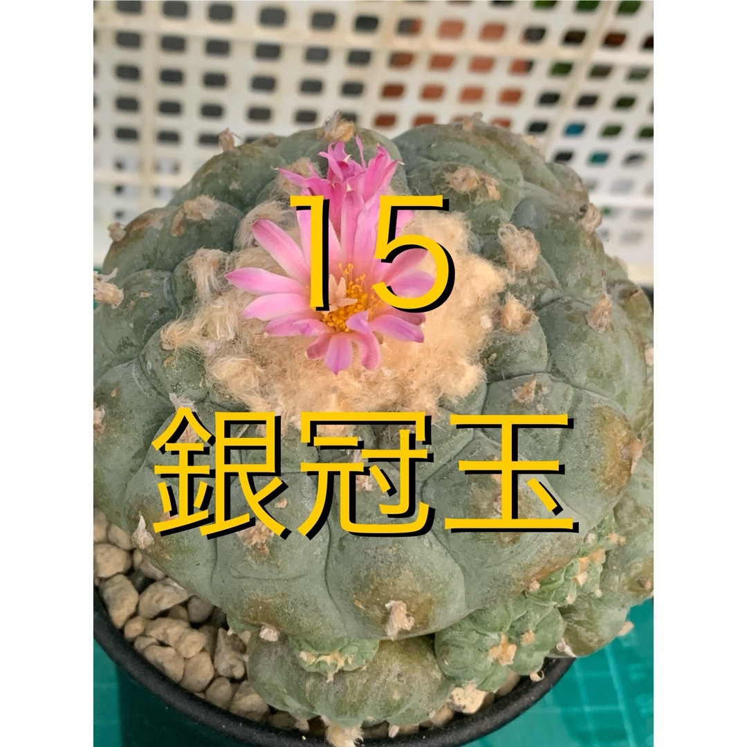 15 銀冠　群生株　袖台付　鉢付　Lophophora fricii ハンドメイドのフラワー/ガーデン(プランター)の商品写真