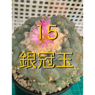 15 銀冠　群生株　袖台付　鉢付　Lophophora fricii(プランター)
