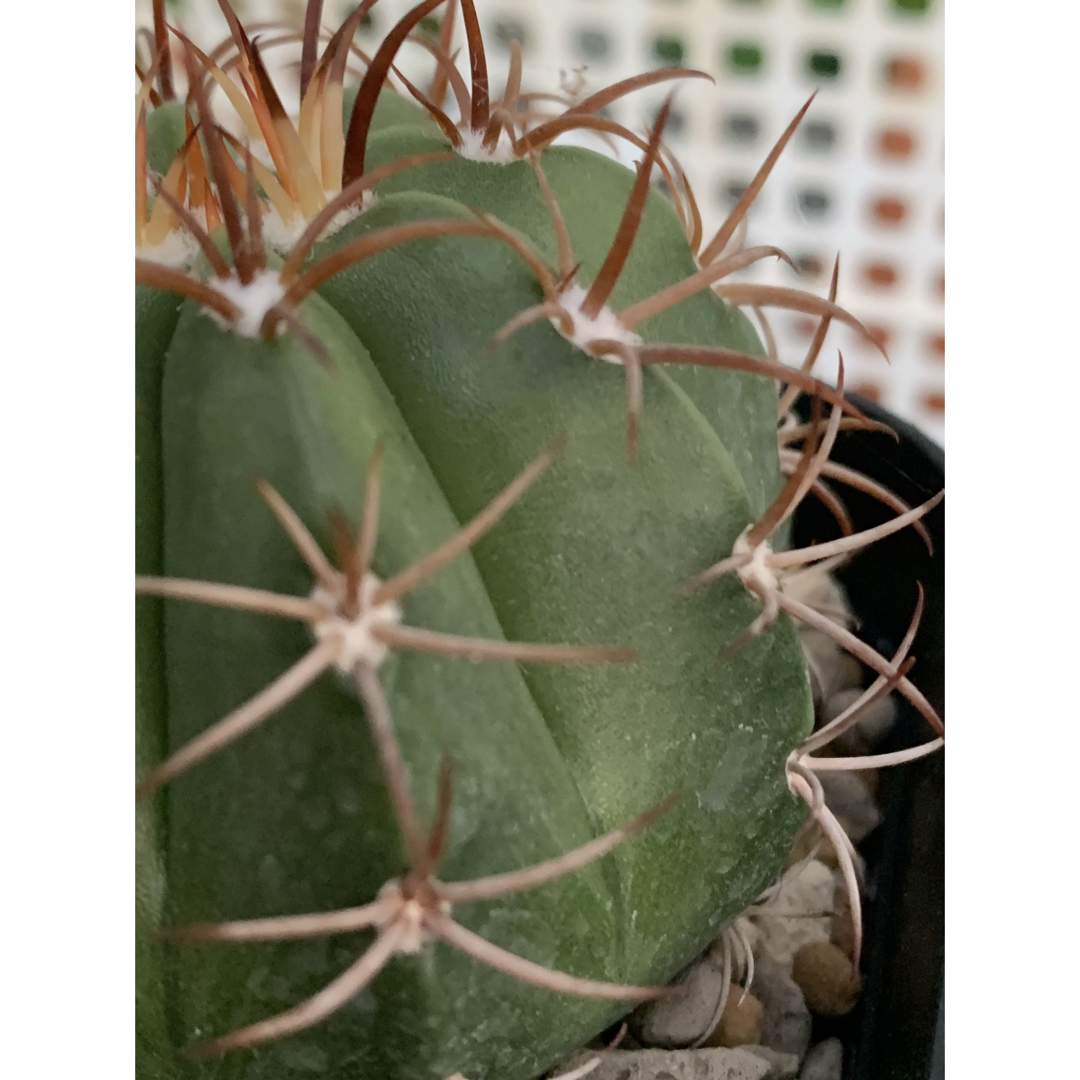 15 マタンザナス　鉢付　Melocactus matanzanus ハンドメイドのフラワー/ガーデン(プランター)の商品写真