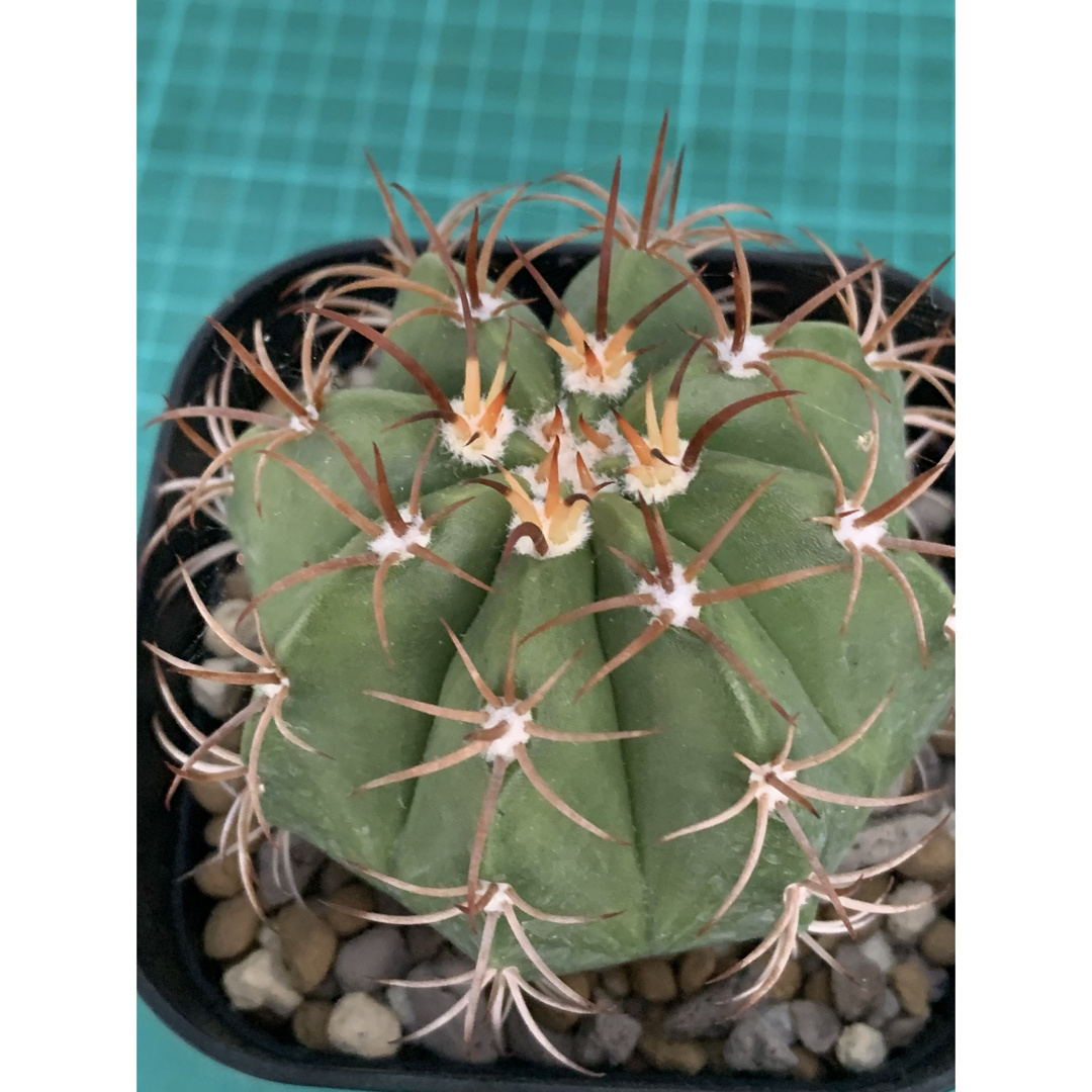 15 マタンザナス　鉢付　Melocactus matanzanus ハンドメイドのフラワー/ガーデン(プランター)の商品写真