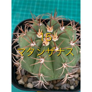 15 マタンザナス　鉢付　Melocactus matanzanus(プランター)