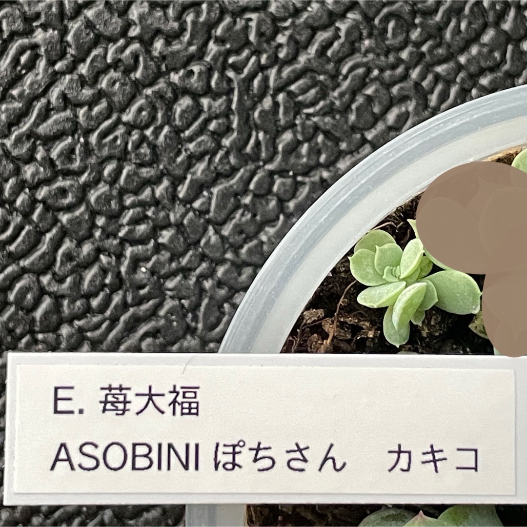 葉挿し 苺大福 ASOBINI ぽちさん カキコ の 葉挿し苗 多肉 エンタメ/ホビーのエンタメ その他(その他)の商品写真