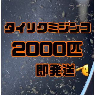 【タイリクミジンコ2000匹程　稚ミジンコ】送料無料めだか金魚etc.(アクアリウム)