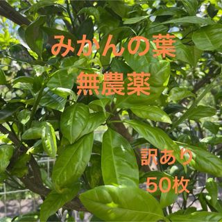 みかんの葉　無農薬　訳あり50枚(虫類)