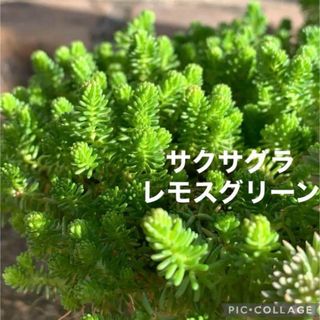 多肉植物　サクサグラレモスグリーン　セダムカット苗　20カット(その他)