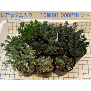 セダムセット　レアセダム　多肉植物　寄せ植え　ルテオヴィリデ　粉雪　アポレイポン(その他)