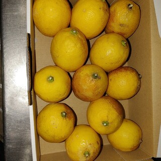 国産 無農薬 レモン 1.1kg 送料無料(フルーツ)