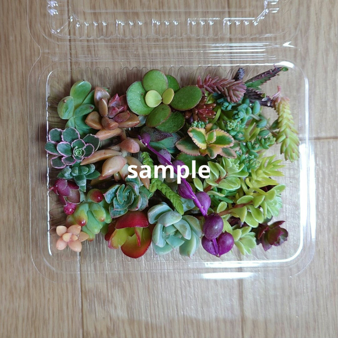 多肉植物   カット苗MIX(8種類以上) ハンドメイドのフラワー/ガーデン(その他)の商品写真