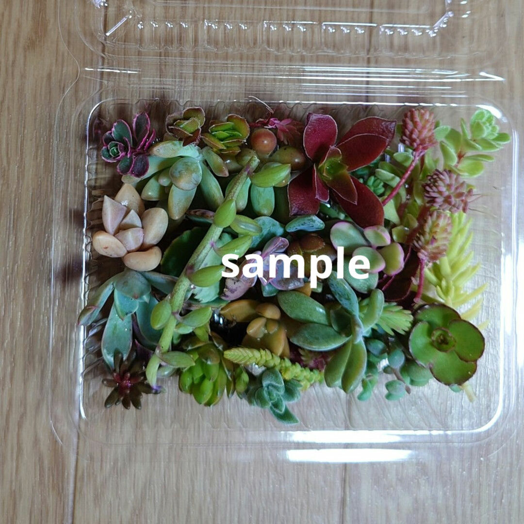 多肉植物   カット苗MIX(8種類以上) ハンドメイドのフラワー/ガーデン(その他)の商品写真