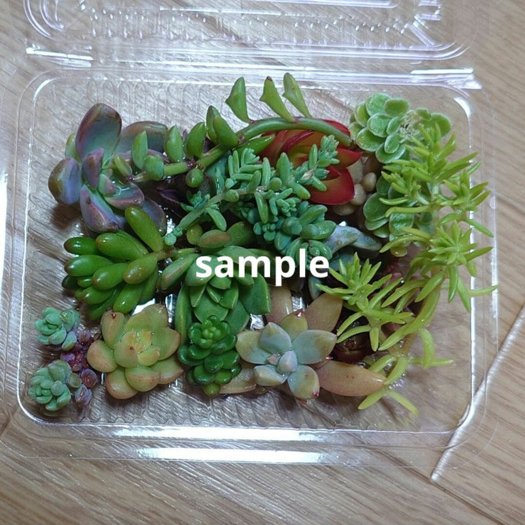 多肉植物   カット苗MIX(8種類以上) ハンドメイドのフラワー/ガーデン(その他)の商品写真