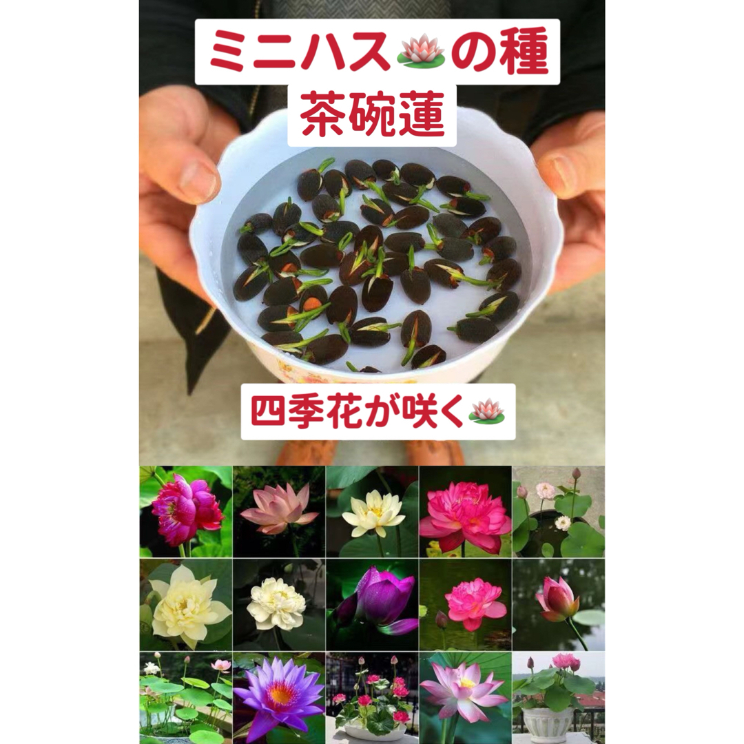 ミニハスの種　茶碗蓮　ハスの種　混色屋内外植付け可能　お得な値段設定　10粒入り ハンドメイドのフラワー/ガーデン(その他)の商品写真