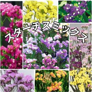 ドライフラワーにオススメ!! 花の種《スターチス パステルミックス》数種類(その他)