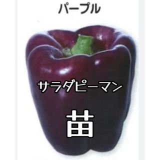 ◎無農薬◎ サラダピーマン(パープル)苗 1株 + オマケ(その他)