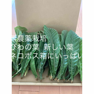 無農薬栽培  びわの葉  新しい葉  ネコポス箱にいっぱい(野菜)