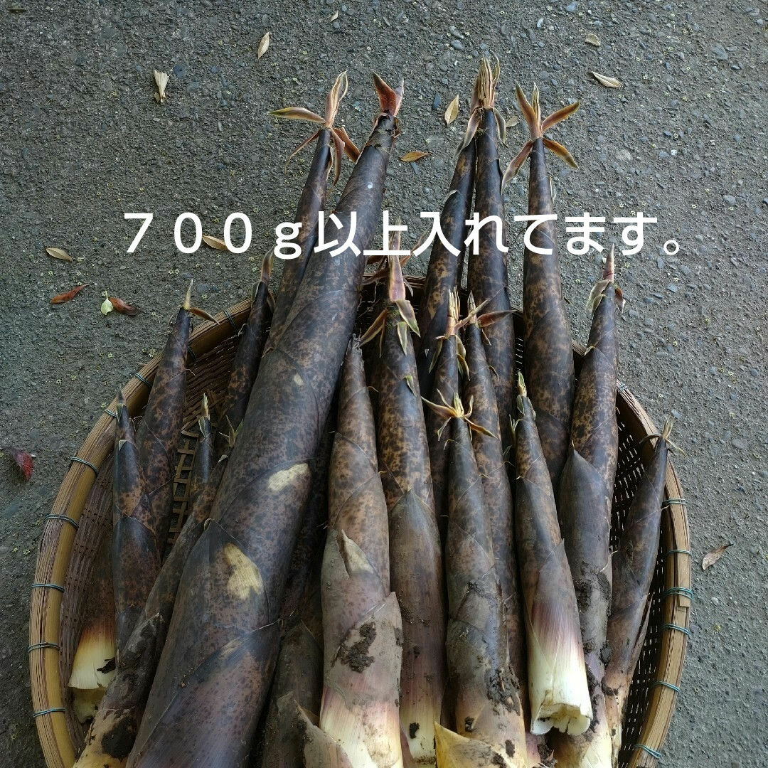 熊本県産　真竹　　タケノコ　筍　たけのこ　お試し　７００ｇ以上 食品/飲料/酒の食品(野菜)の商品写真