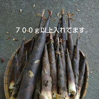 熊本県産　真竹　　タケノコ　筍　たけのこ　お試し　７００ｇ以上(野菜)