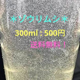 ＊ゾウリムシ＊300ml:550円(アクアリウム)